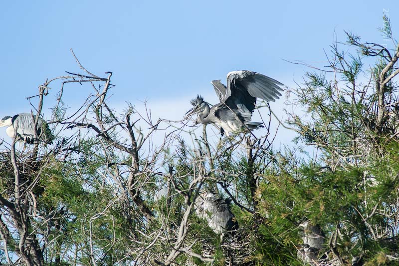 Ardea Cinerea