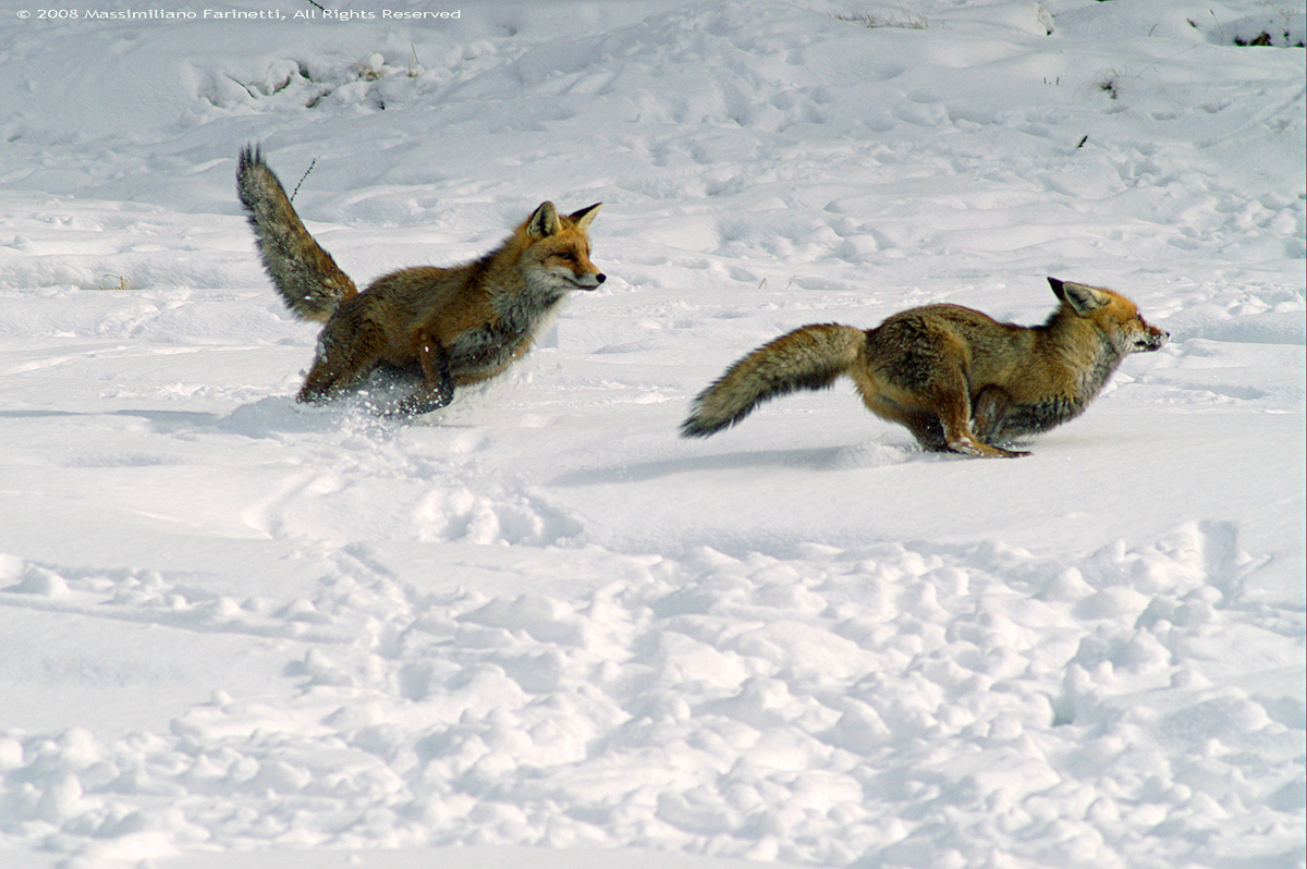 Vulpes vulpes