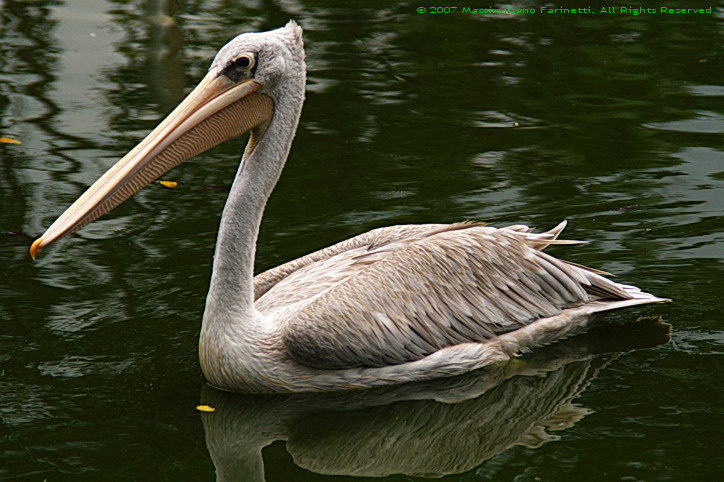 Pelecanus Rufescens