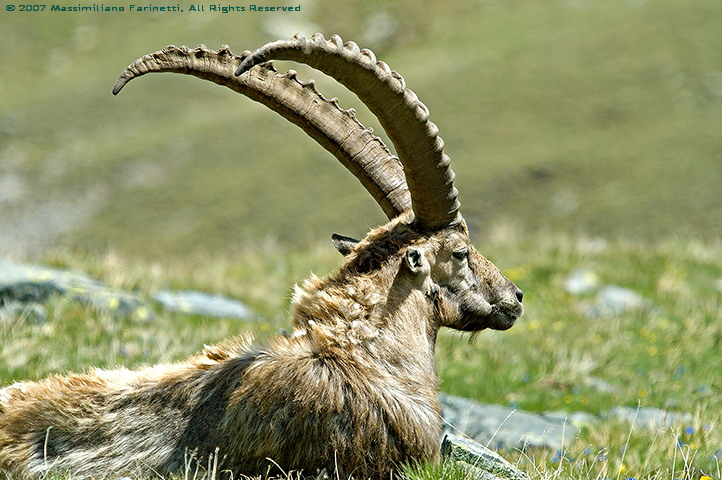 Capra Ibex