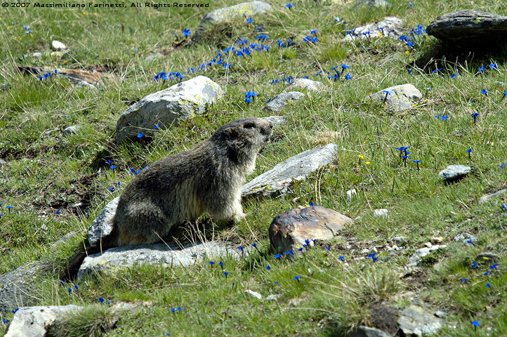 Marmota marmota