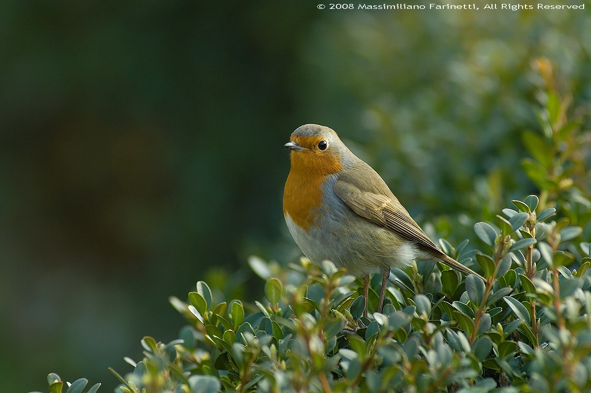 Erithacus Rubecula