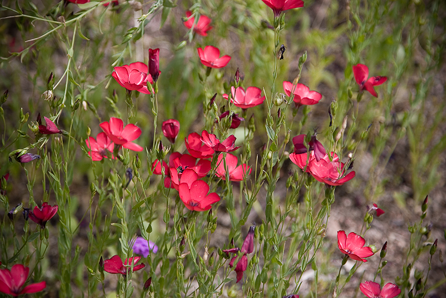 Desert Botanical Gardens