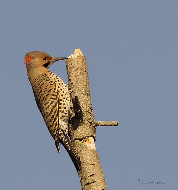 Northern Flicker