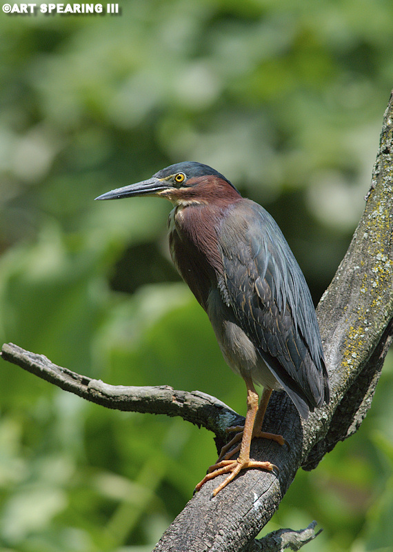 Green Heron 5