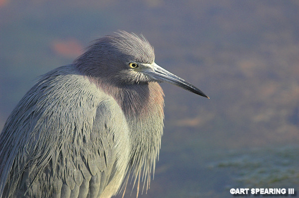 Ding Darling Little Blue Heron Portrait