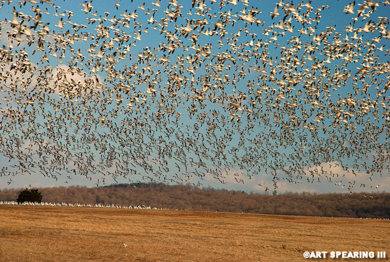 Snow Geese At Middle Creek #17