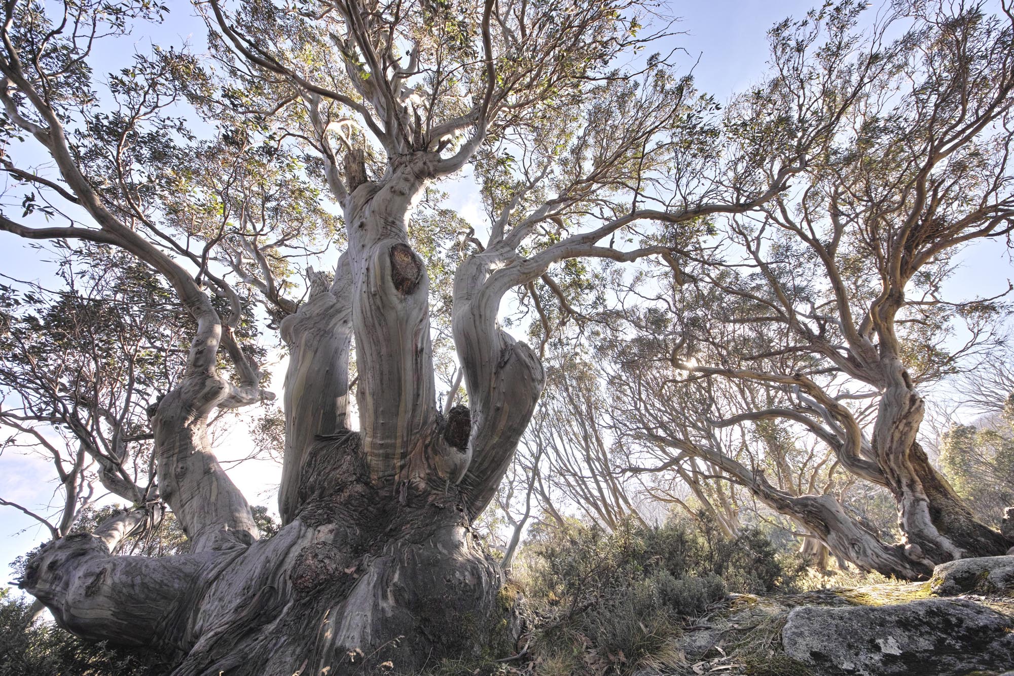 Snow Gums