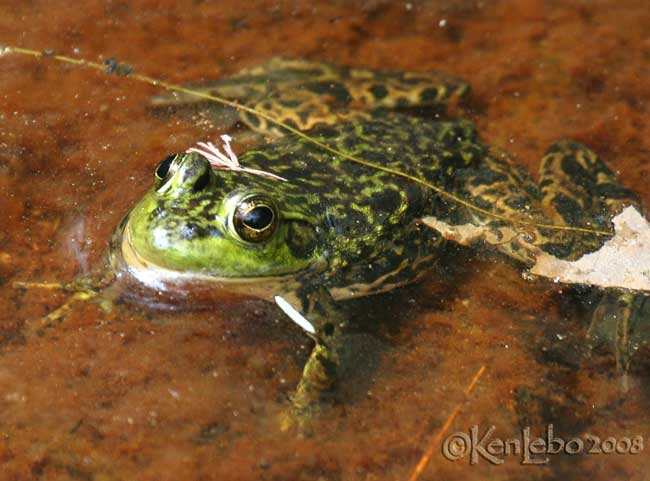 Mink Frog