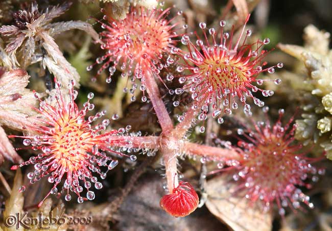 Round-leaved Sundew