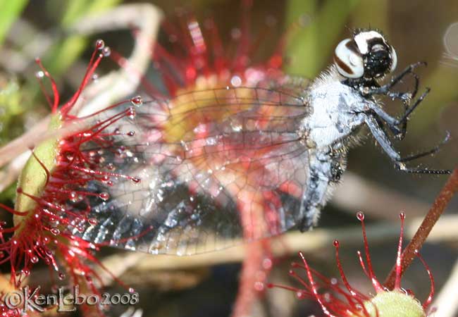 Elfin Skimmer Nannothemis bella - caught by Sundew