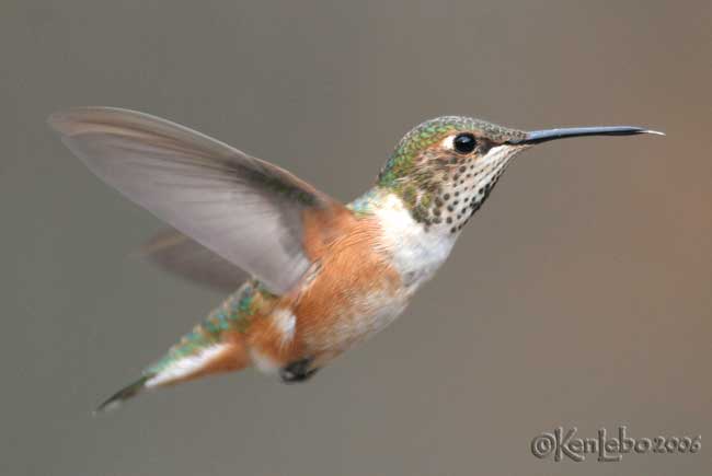 Rufous Hummingbird female