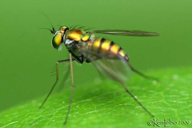 Long-legged Fly - Dolichopodidae