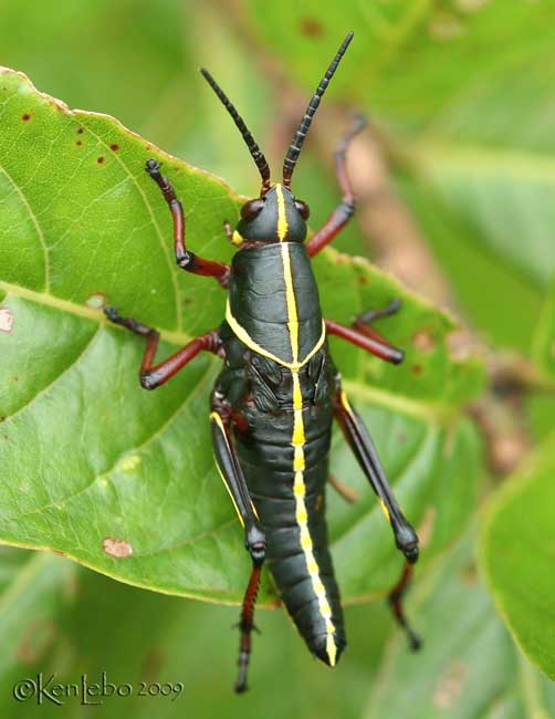 Eastern Lubber Grasshopper nymph