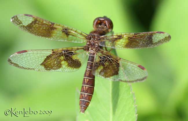 Eastern Amberwing Perithemis tenera female