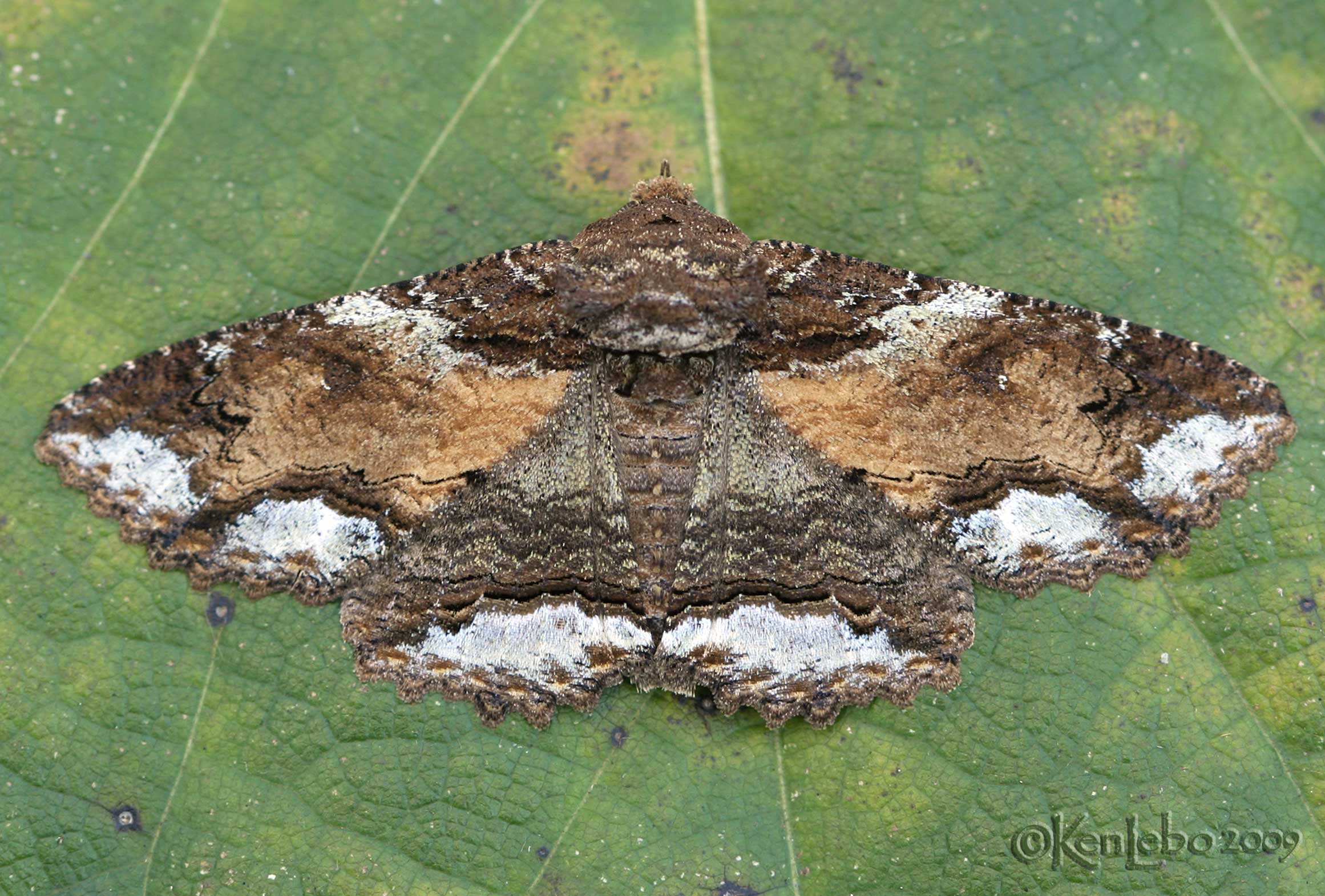 Lunate Zale Moth Zale lunata #8689