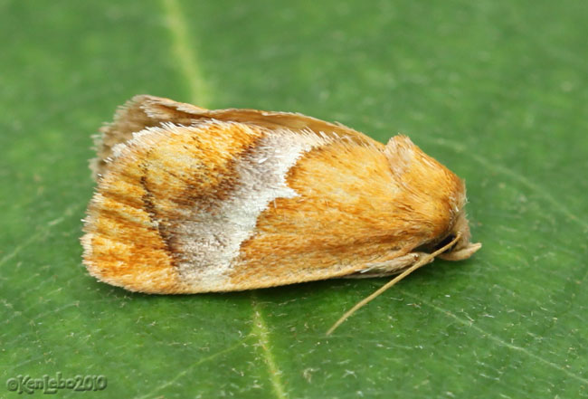 Yellow-shouldered Slug Moth Lithacodes fasciola #4665