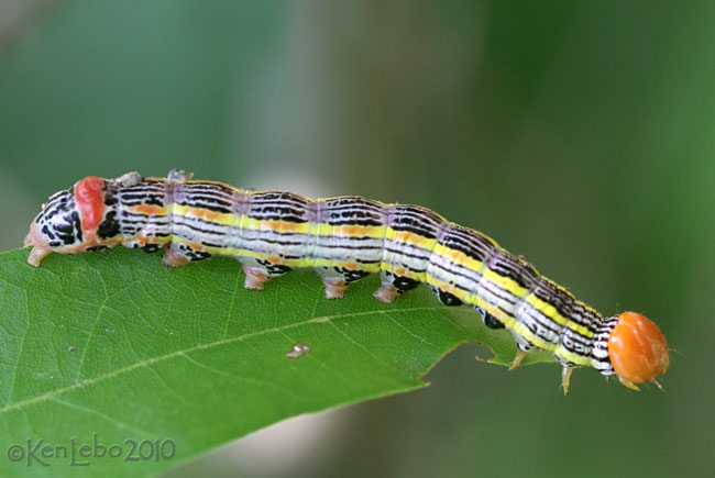 Red-humped Caterpillar