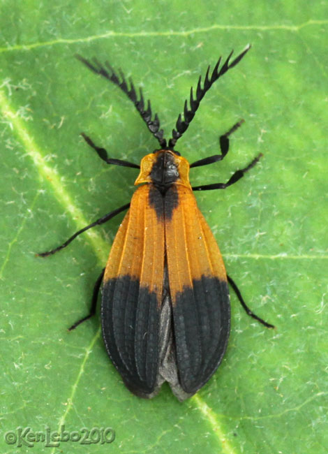 Net-winged Beetle Calopteron terminale