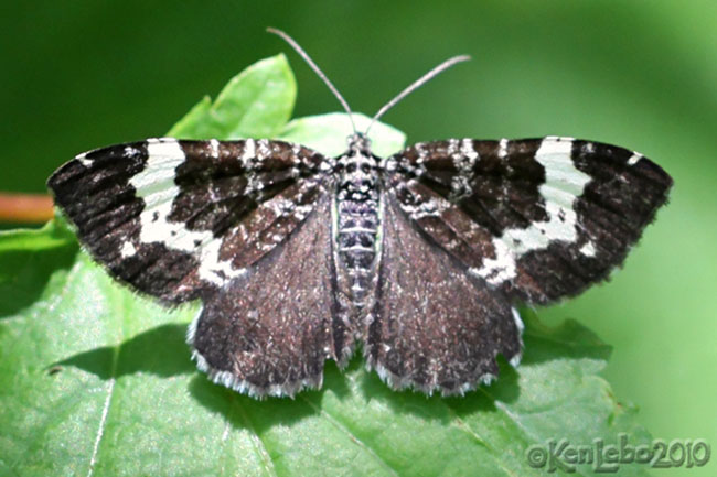 Spear-marked Black Rheumaptera hastata #7293