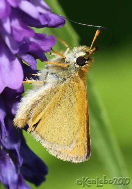 European Skipper