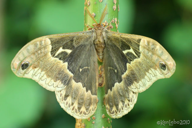 Tulip-tree Silkmoth Callosamia angulifera #7765