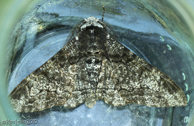 Peppered Moth Biston betularia #6640