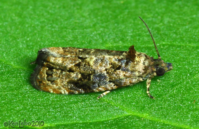 Endothenia hebesana #2738