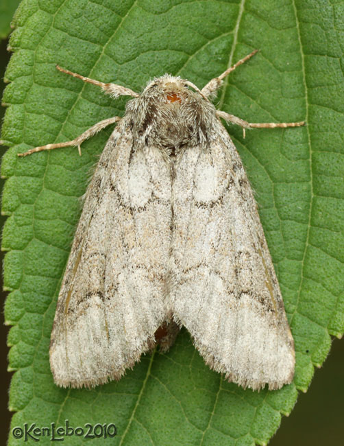 Double-lined Prominent Lochmaeus bilineata #7999