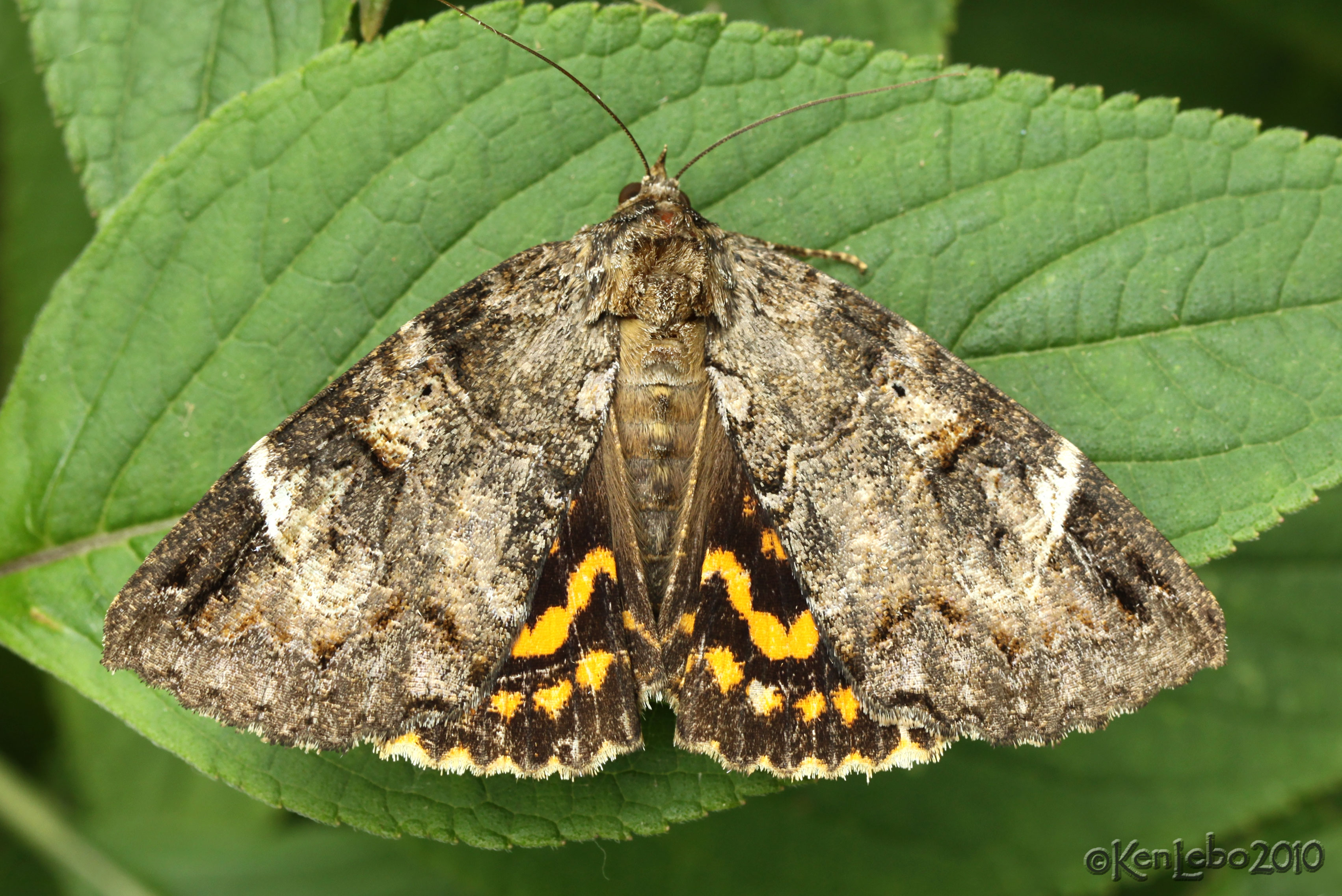 Locust Underwing Euparthenos nubilis #8719