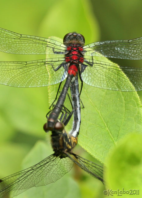 Crimson-ringed Whiteface <i>Leucorrhinia glacialis</i>