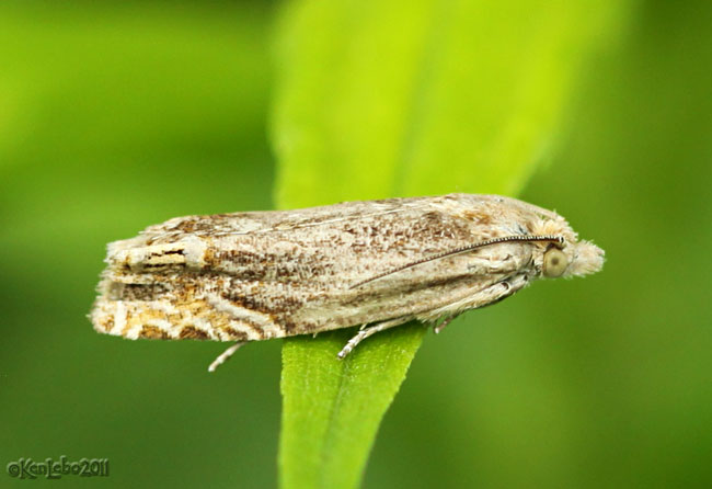 Beautiful Phaneta Moth Phaneta formosana #2916