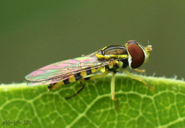 Flower Fly Toxomerus geminatus