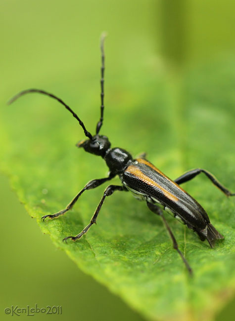 Longhorned Beetle Strangalepta abbreviata