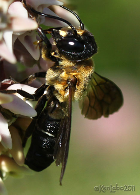 Giant Resin Bee Megachile sculpturalis
