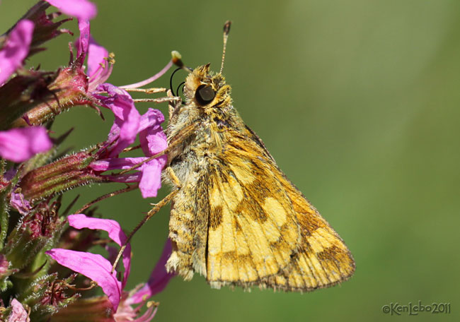 Pecks Skipper