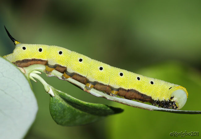 Snowberry Clearwing