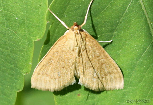 Anania extricalis #4956