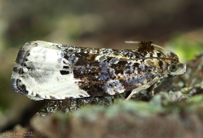 Green Budworm Moth Hedya nubiferana #2862