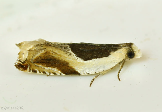 Yellow Birch Leaffolder Moth Ancyllis discigerana #3358