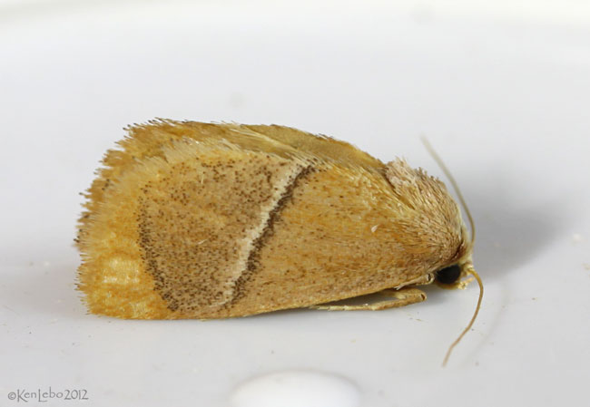 Rectilinea Slug Moth Apoda rectilinea #4668