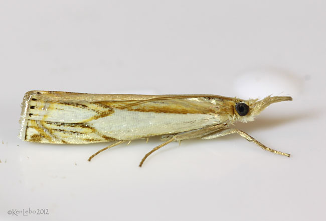 Double-banded Grass-veneer Crambus agitatellus #5362