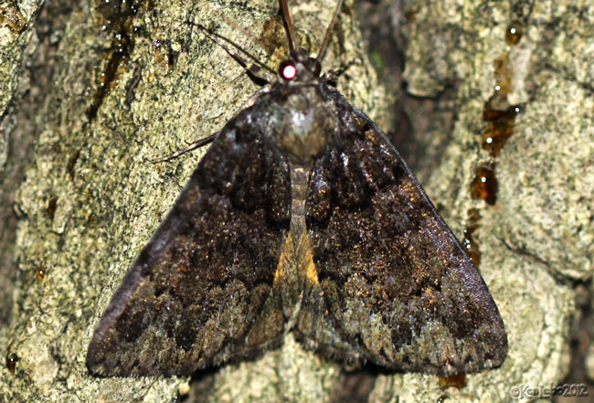 False Underwing Allotria elonympha #8721