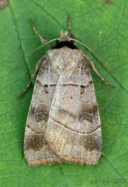 Pale-banded Dart Agnorisma badinodis #10955