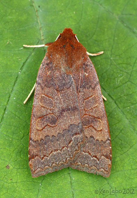 Footpath Sallow Moth Metaxaglaea semitaria #9945