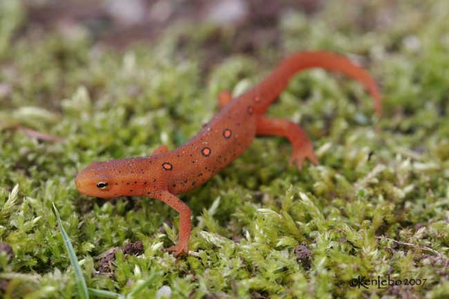 Red Eft