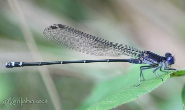 Dusky Dancer Argia translata 