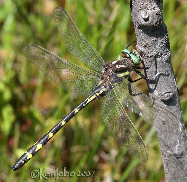Delta-spotted Spiketail <i>Cordulegaster diastatops</i>