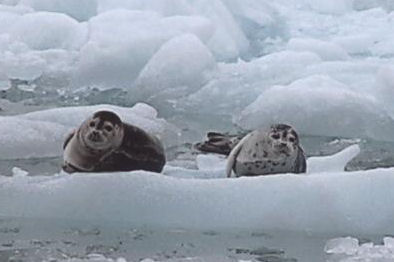 Seals on the ice flow