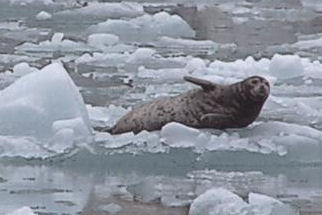 Seal on the ice flow